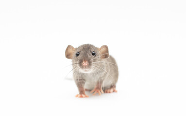 Cute rat dumbo on a white isolated background. Home pet. Copy space.