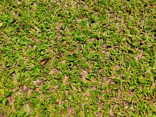 grass texture for playing football