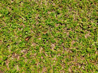 grass texture for playing football