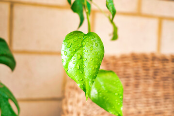 Water drops on bright green leaves