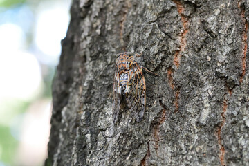 木にとまっているニイニイゼミ（埼玉県/7月）