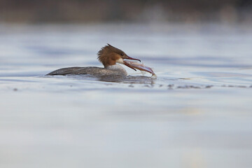 Goosander (Mergus merganser) female eating smelt.