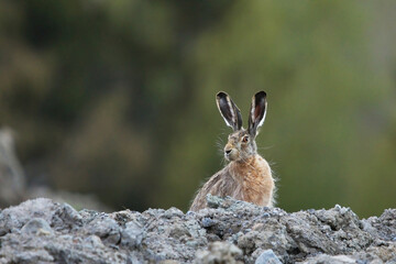 European hare (Lepus europaeus) in the field.