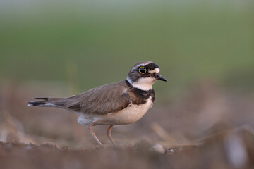 Little ringed plover (Charadrius dubius) standing in muddy field.