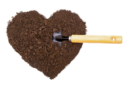 Hand transplanter in a heart shaped pile of soil