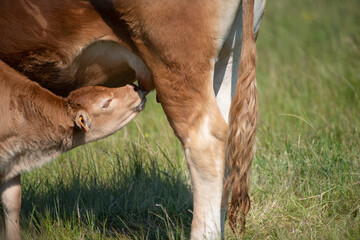Limousin calf suckling from mother cow in farm field - obrazy, fototapety, plakaty