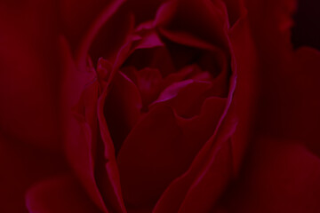 Rose flower macro. red rose flower closeup. High quality natural background. Beautiful background