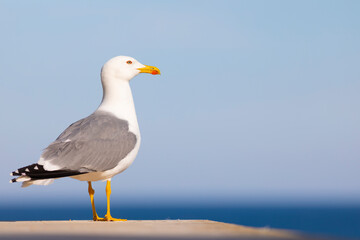 Gaviota patiamarilla​ (Larus michahellis) frente al Mar Mediterráneo