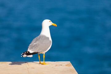 Gaviota patiamarilla​ (Larus michahellis) frente al Mar Mediterráneo