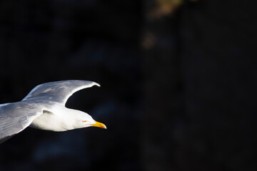 Gaviota patiamarilla​ (Larus michahellis) volando frente al Mar Mediterráneo una tarde de primavera