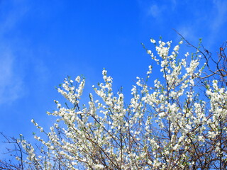 春の日の桜