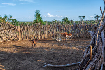 Traditional cattle pen in Hamar Village. The Hamars are the original tribe in southwestern Ethiopia, Africa. They are largely pastoralists, so their culture places a high value on cattle