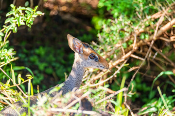 Naklejka na ściany i meble Dik-Dik, smallest and cuttest antelope species of small antelope in the genus Madoqua. Omo Valley Southern nations, Ethiopia, Africa wildlife