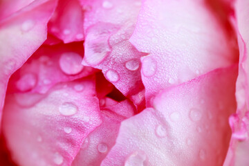Rose flower macro. Pink rose flower close up. High quality natural background.