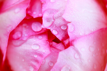 Rose flower macro. Pink rose flower close up. High quality natural background.