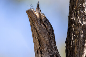 Tawny Frogmouth in Queensland Australia