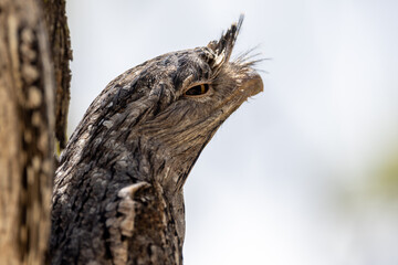 Tawny Frogmouth in Queensland Australia