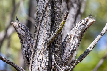 Tawny Frogmouth in Queensland Australia