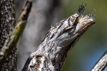 Tawny Frogmouth in Queensland Australia