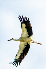 Storch