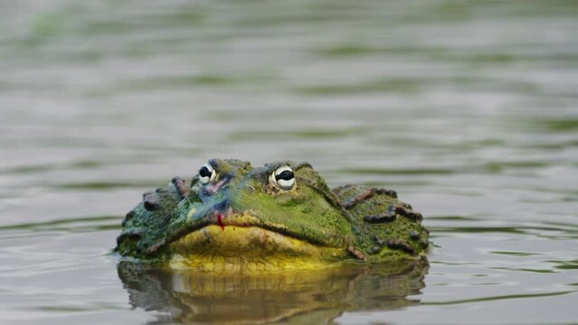 Massive Male Bullfrog On A Pond At Central Kalahari Game Reserve In Botswana, South Africa. Close Up