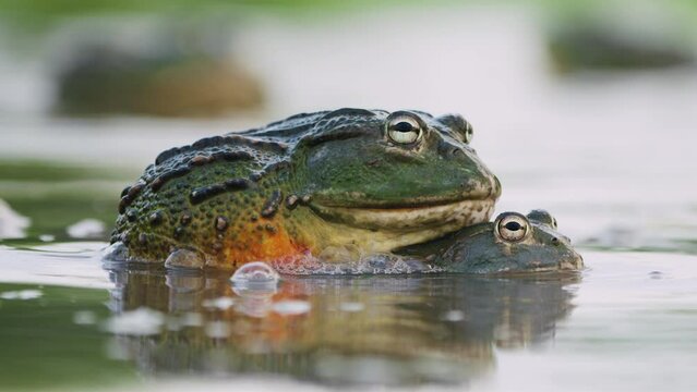 Pair Of African Bullfrog Mating In Shallow River At Daytime. Selective Focus Shot