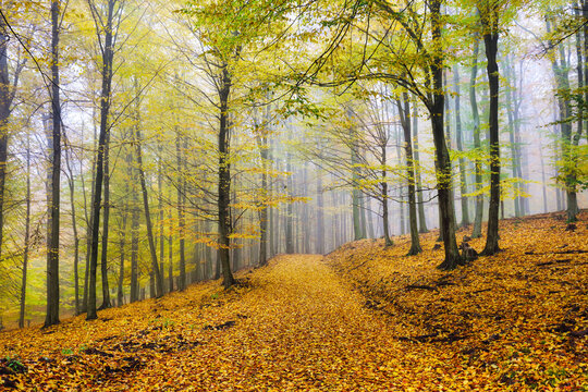 Autumn nature landscape.Misty autumn forest. Beautiful colorful trees in woodland. Scenic wild nature