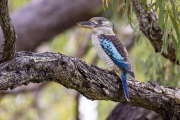 Male Eastern Blue-winged Kookaburra in Queensland Australia