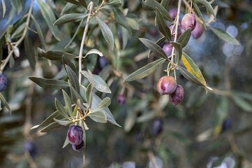 Closeup on sunny branches of ripe tanches in a field of olive trees. Blurred leaves and a bluesky in the background.