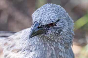 Apostlebird in Queensland Australia