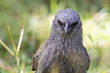 Apostlebird in Queensland Australia