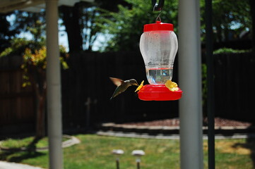 Hummingbird © Miguel