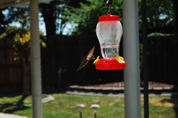 Hummingbird © Miguel