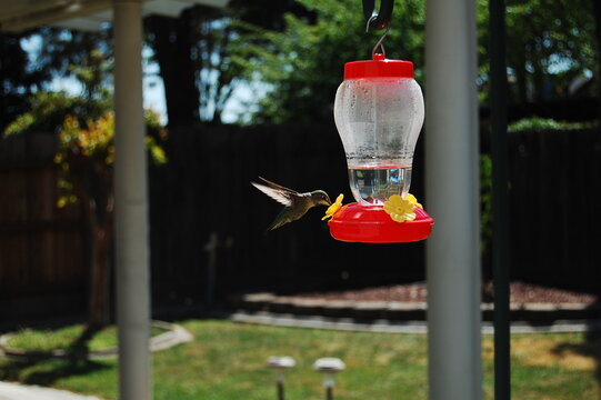 Hummingbird