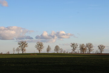 Obraz premium tree in the field