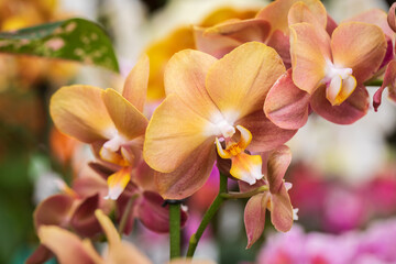 The brown colored orchids