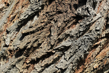Detail of the trunk of a fifty-year-old Salix babylonica tree. Different shapes formed on the trunk of the tree.