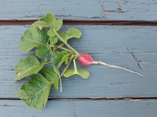 radis racine et feuilles
