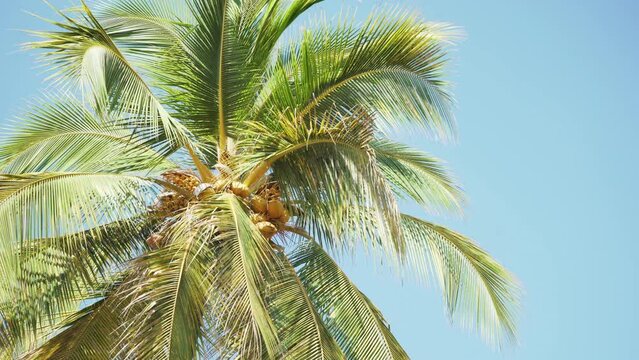 Beautiful giant coconut palm tree with coconuts and blue sky in background. Puerto Escondido, Mexico. Close up. 4K