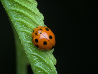 lady bug perched on the leaves