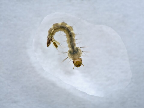 close up of mosquito larvae