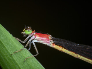 Close up of red damselfly on the grass