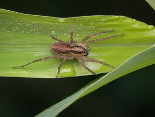 Pirate wolf spider on the grass from top view