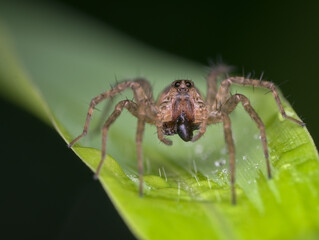pirate wolf spiders eat pray on the grass