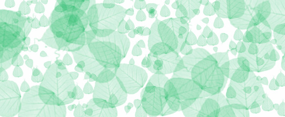 Transparent falling green leaves background against a plain white background