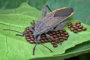 Squash bug is guarding the eggs on the leaves