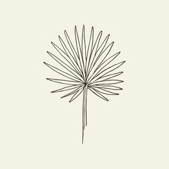 Hand drawn fan palm illustration. Australian native plant