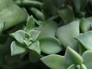 Green succulent closeup top view, plant closeup