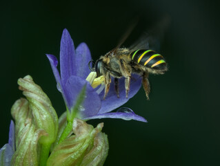sweat bee sucks flower nectar while flying