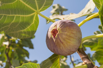 Fig ready to be collected up in the tree. Close up view.

